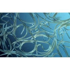 Aquanemix 1.25 V - Doseersproeier Voor Aaltjes 7 Aquanemix 1.25 V - Doseersproeier Voor Aaltjes -Tuinbenodigdheden auquanemix 125 v doseersproeier 1497858309 1 600