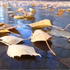 Fijnmazig Vijvernet 6 × 5 Meter -Tuinbenodigdheden fijnmazig vijvernet 6 x 5 meter 1541778382 1 600