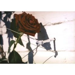 Geleidingssysteem Voor Klimplanten Palissa 7 Geleidingssysteem Voor Klimplanten Palissa -Tuinbenodigdheden geleidingssysteem voor klimplanten 1601382137 3 600