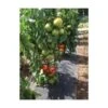 Gronddoek Met Openingen Voor Tomaten - 60 Cm × 5 M -Tuinbenodigdheden gronddoek tomaten 60 cm x 5 m 1513847223 1 600
