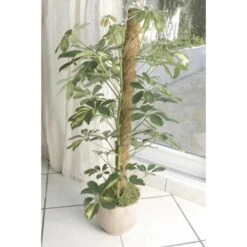 Kokos Kamerplantensteun - Plantstok Ø45 Mm × 1,2 M -Tuinbenodigdheden kokos plantstok 45 mm x 12 m 1622716785 4 600
