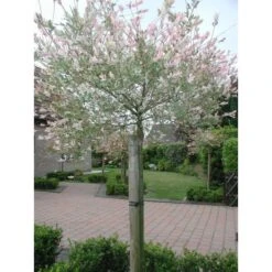 Tree-fix Boombinder 23 Cm - Set Van 20 Stuks 8 Tree-fix Boombinder 23 Cm - Set Van 20 Stuks -Tuinbenodigdheden treefix boombinder 23 cm 1547127699 1 600