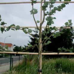 Vigne-fix 7 Cm Plantenbinder - 500 G -Tuinbenodigdheden vignefix 7 cm plantenbinder 1547134454 1 600