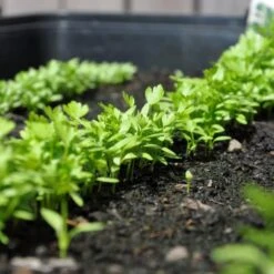 Zaaibak Zwart 57 × 42 × 8 Cm -Tuinbenodigdheden zwarte zaaibak 55 x 40 x 8 cm 1484055699 5 600